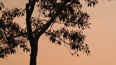 Mangrovenbäume-Winken-Im-Sonnenuntergang